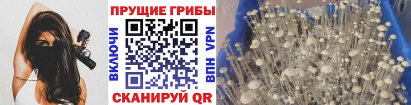 купить закладку  дарк нет состав  Псилоцибиновые грибы Psilocybe  Новокузнецк 
